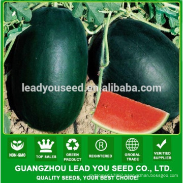 NW181 Damai Hybrid good quality red fruit watermelon seeds high yield watermelon seeds